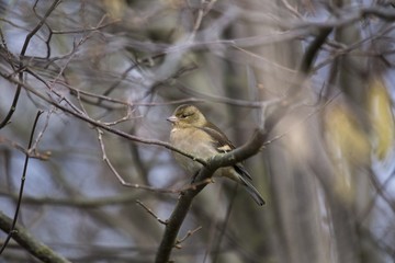 Chaffinch (Female)