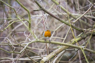 Robin Red Breast