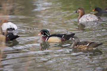 Wood Duck