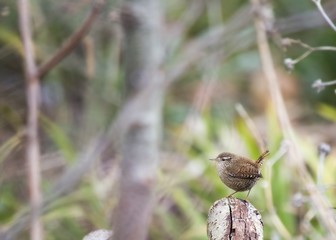 Wren