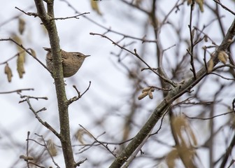 Wren