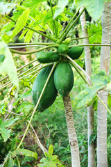 papaya tree with lots of fruits