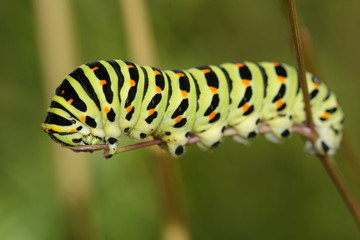 Colored caterpillar