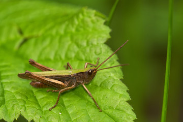 Grasshopper on leaf