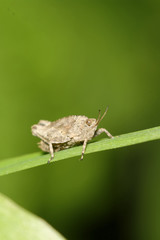 Grasshopper on grass