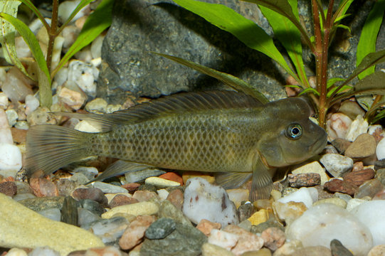Steatocranus fish
