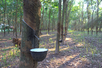 rubber plantation