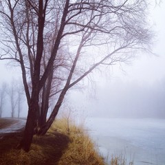 туман в парке весенним утром