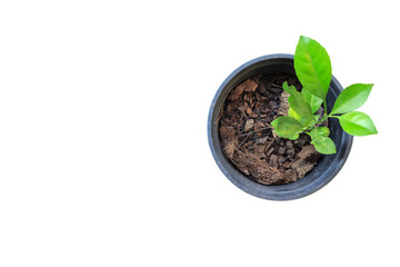 Tree in pot focus on top