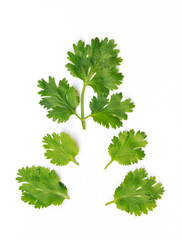 coriander on white background