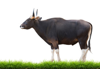 Fototapeta premium male banteng with green grass isolated