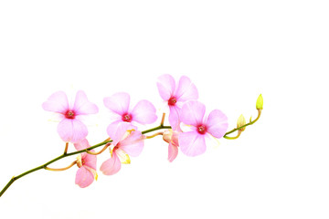 Naklejka na ściany i meble Pink orchid plant