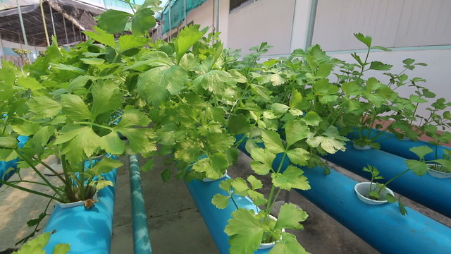 Hydroponic green vegetable farm