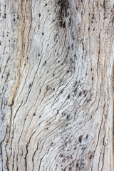 wood tree pattern