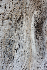 Obraz premium wood tree pattern