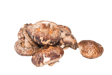 Shitake mushrooms isolated on white background