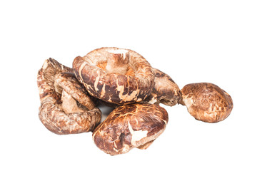 Shitake mushrooms isolated on white background