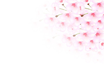 Fototapeta premium 桜 花 背景