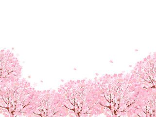 桜　花　背景