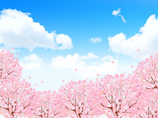 桜　花　背景