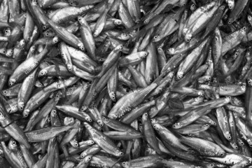 fish small local food of villager  thailand