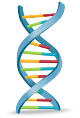DNA - Vector illustration