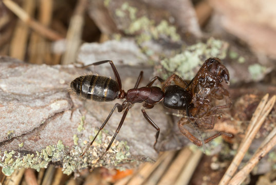 Ant transporting spider