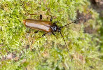 Tanbark borer, Thanasimus testaceus on moss