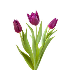 violet tulip purple