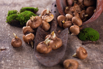 Flower bulbs, old pot and trowel