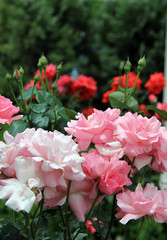 aging beauty of flowers