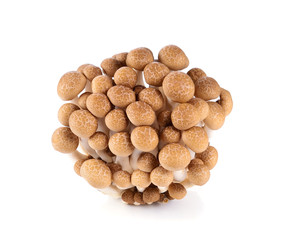 brown beech mushroom isolated on white background