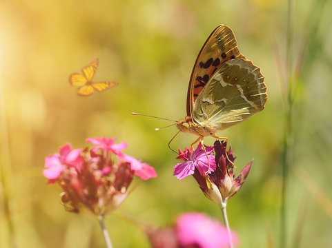 Dreamy photo of a beautiful butterfly