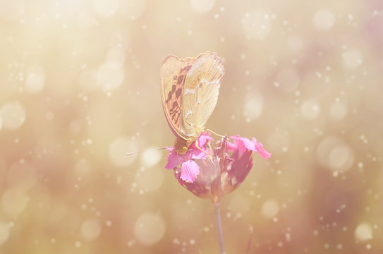 Dreamy photo of a beautiful butterfly