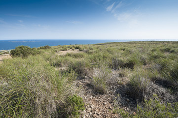 Alpha grass, Stipa tenacissima steppe