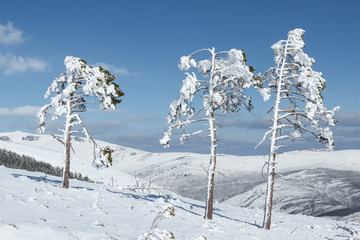 Pinos Albares maltratados por las ventiscas de nieve.