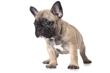 Wall murals French bulldog French bulldog puppy isolated on white background