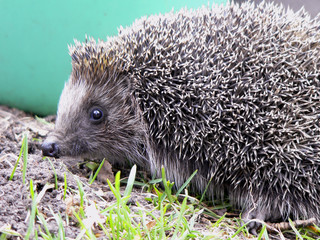 Hedgehog