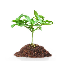 Young green plant