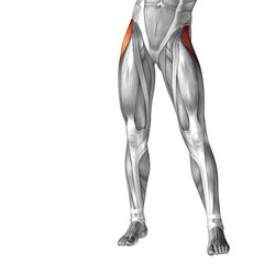 Conceptual 3D human front upper leg muscle anatomy