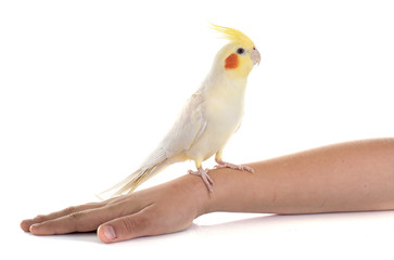 Cockatiel