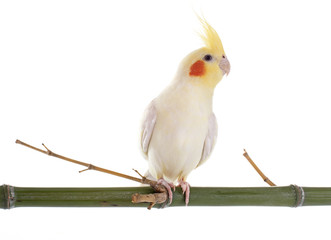 Cockatiel