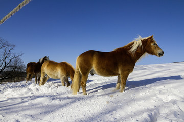 Winter Schnee Pferd
