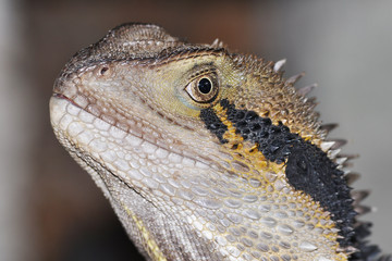 Australian Lizard