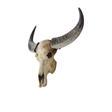 Cow skull with horns on white