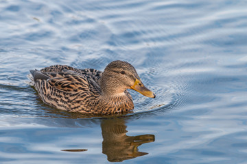 Female Mallard Duck