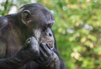 Sad Chimpanzee Portrait