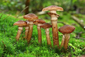 group of the armillaria