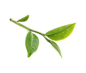 green tea leaf isolated on white background