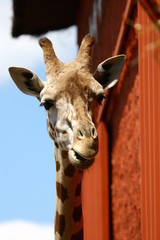 Portrait de girafe